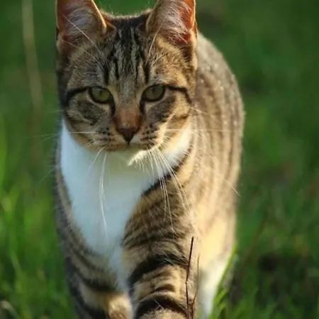 Chalet Charming Near Trails